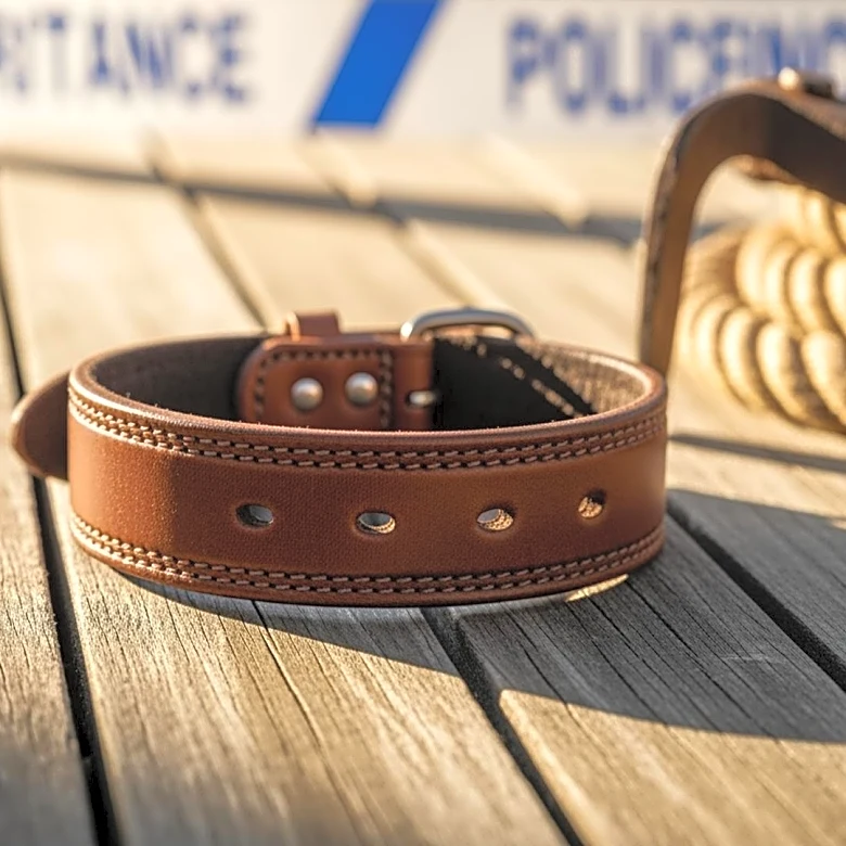 The Extinct Dog That Shaped Australia’s Cattle Herding Breeds