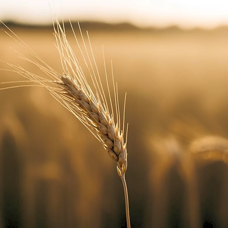 The Practical Harvest: Why Virgo is the Zodiac’s Ultimate Earth Sign