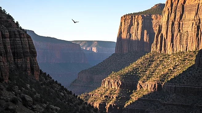 Wildlife of Black Canyon of the Gunnison National Park: Animals You Can Spot