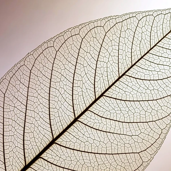 Why Do Skin Wrinkles Develop and How to Slow the Process