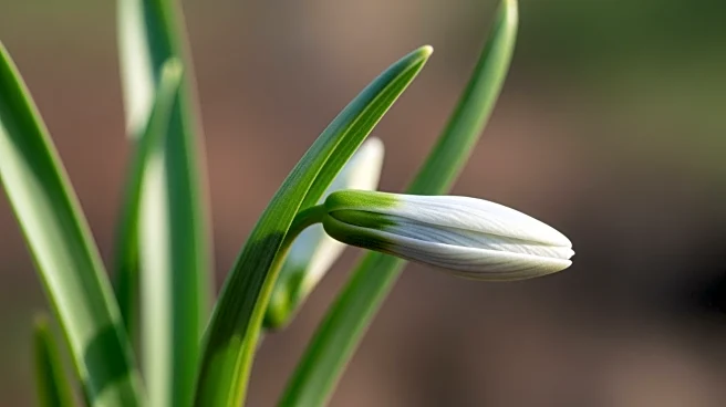 What Is the Soap Plant? A Guide to Chlorogalum