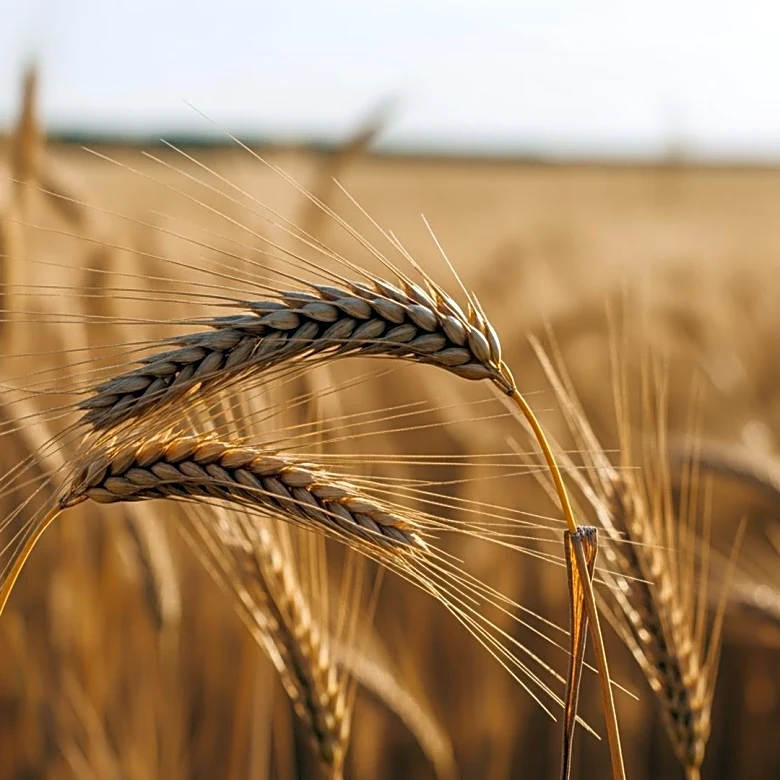 How the "Big Three" Cereals Are Being Redesigned by 2026 Science to Fight Malnutrition