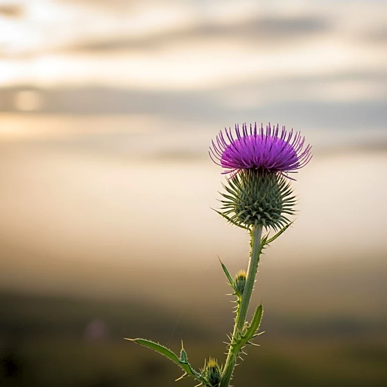 Rose Leslie’s Path From Scotland to Stardom