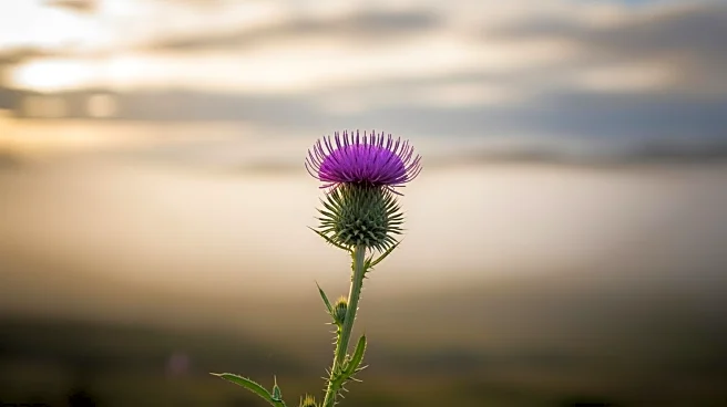Rose Leslie’s Path From Scotland to Stardom