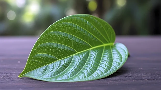 From Black Pepper to Biodiversity: The Remarkable World of Piper Plants