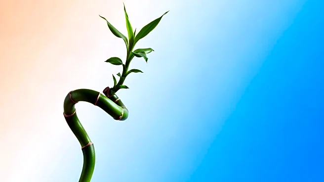 Mental Yoga: Why Psychological Flexibility Is the Best Predictor of Long-Term Happiness