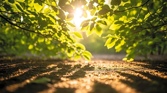 From Plankton to People: The Global Chain Reaction Caused by UVB Radiation