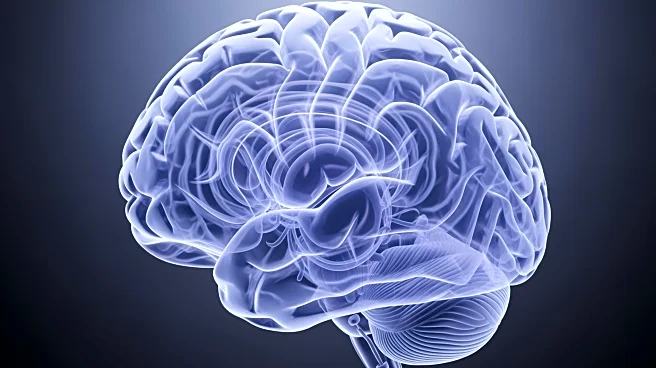 The Striate Cortex: Why Your Brain's "Graphics Card" is at the Back of Your Head