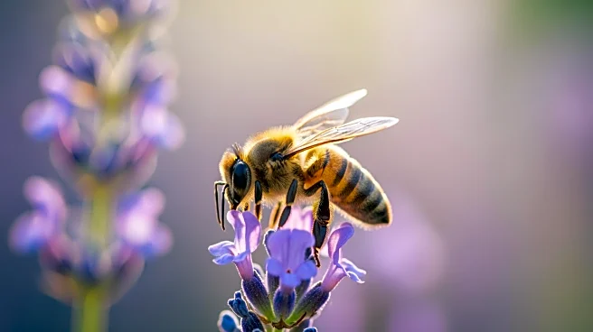 The 60-Second Stress Reset: How "Bee Breath" Calms Your Nervous System