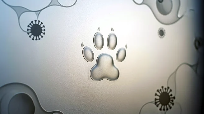 Life After Diagnosis: How to Provide a High Quality of Life for FeLV-Positive Cats