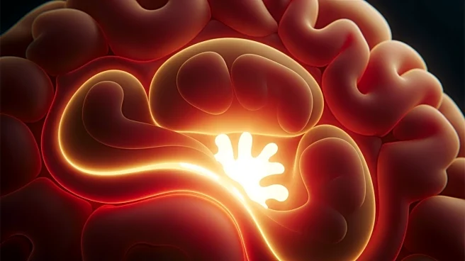 The Amygdala Hijack: Why Your Brain "Snaps" Before You Can Think