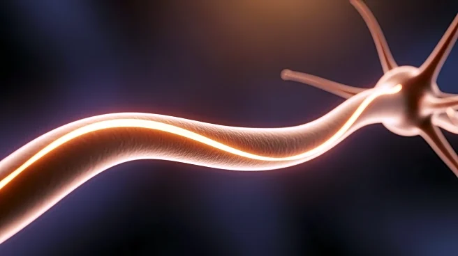 The "Great Bridge": How the Latin-named Pons Connects the Forebrain to the "Little Brain" (Cerebellum)