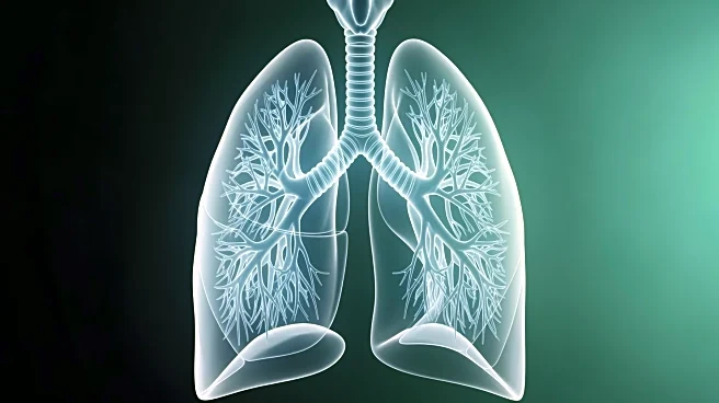 The Air Tree: Why Your Lungs Are the Most Sophisticated Air Filters on Earth