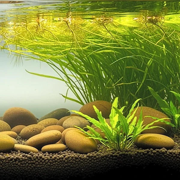 Your Aquarium Isn’t Just Water, It’s a Living System You Must Balance