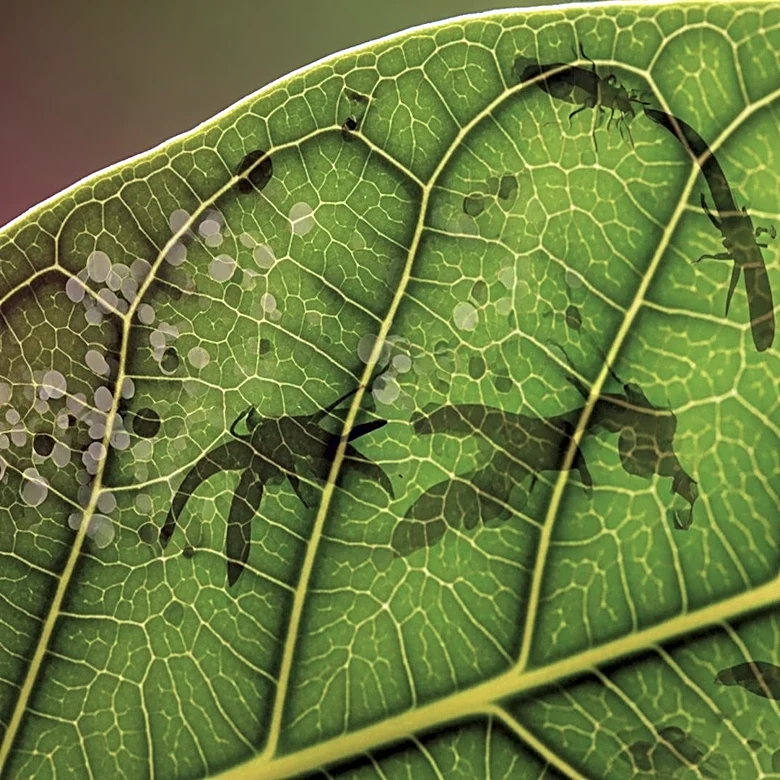 How Biotic Stress Impacts Crops and Food Supply