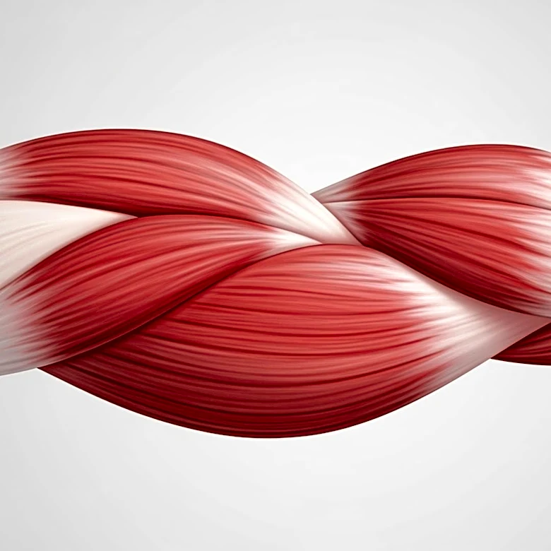 The Three-Headed Muscle That Does More Than Straighten the Arm