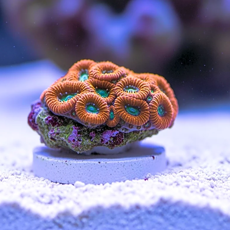 Why Saltwater Aquariums Are So Appealing—and So Demanding