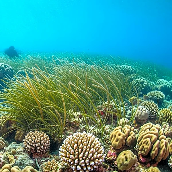 The Hidden Ecosystem Thriving Beneath Biscayne Bay