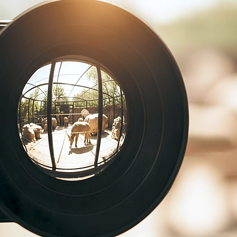 The Tiny Video That Helped Launch a Giant Platform