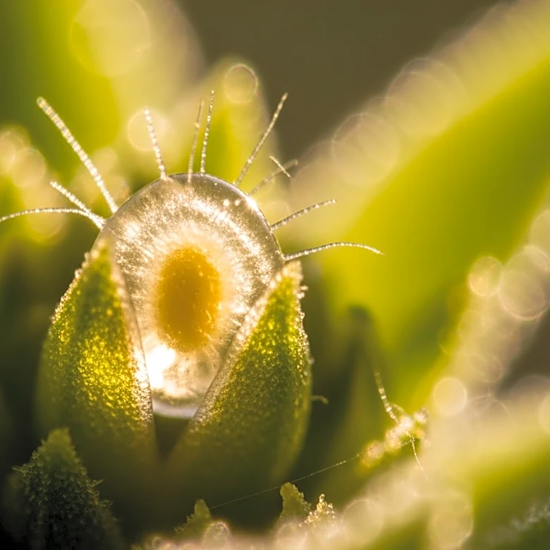 The Reproductive Role Egg Cells Play in Plants