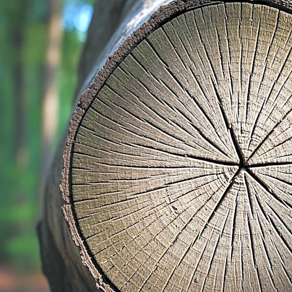 What Keeps Intergenerational Trauma Alive in Families