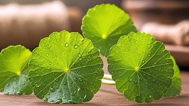 What Traditional Medicine Saw in Centella Asiatica
