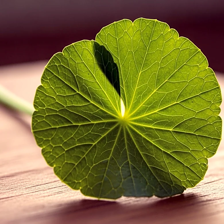 What Gives Centella Asiatica Its Distinctive Look