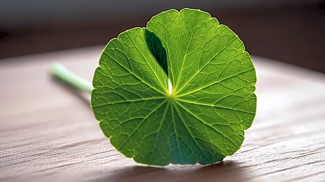 What Gives Centella Asiatica Its Distinctive Look