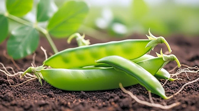 How Legumes Help Drive the Nitrogen Cycle