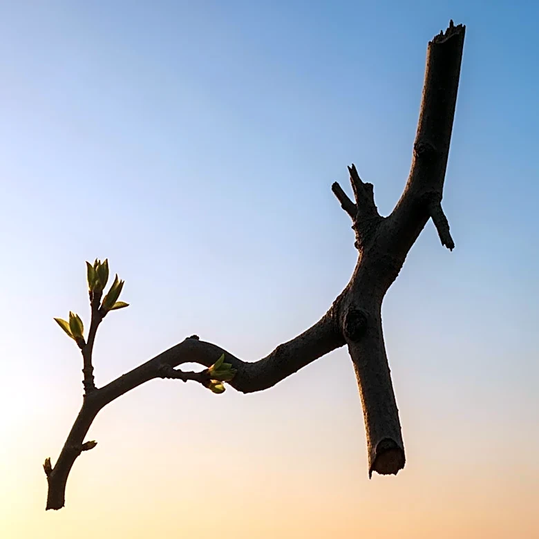 What Led to the Expansion of Attachment Theory?
