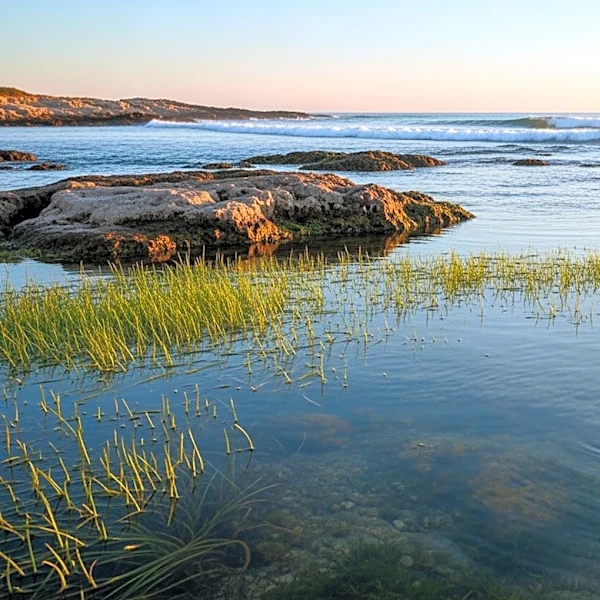 The Industrialist Who Turned Toward Marine Conservation
