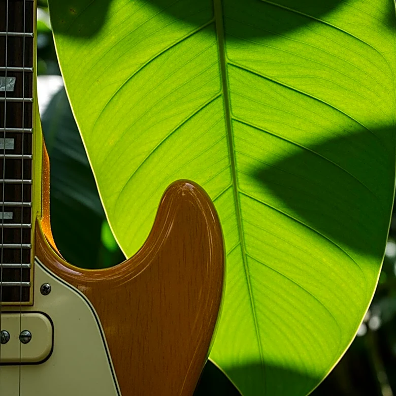 How Rock for the Rainforest Brought Attention to Conservation