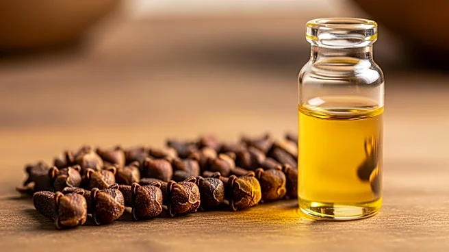 Inside the Process of Extracting Clove Essential Oil