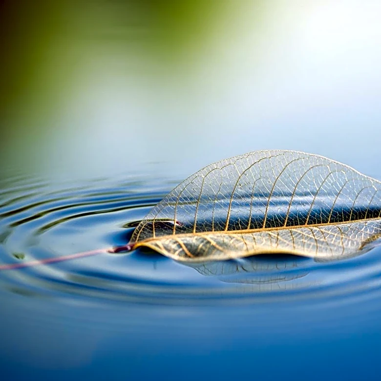 Why Captive Breeding May Be Key to Axolotl Survival
