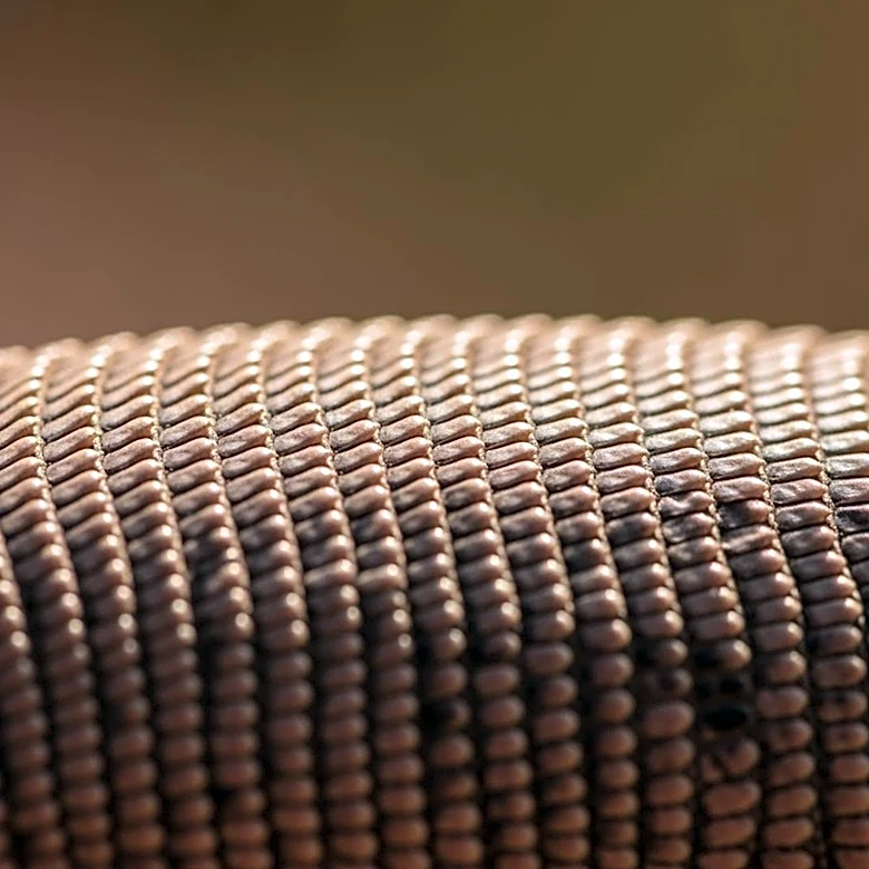 Inside the Anatomy That Lets Lizards Thrive Almost Anywhere