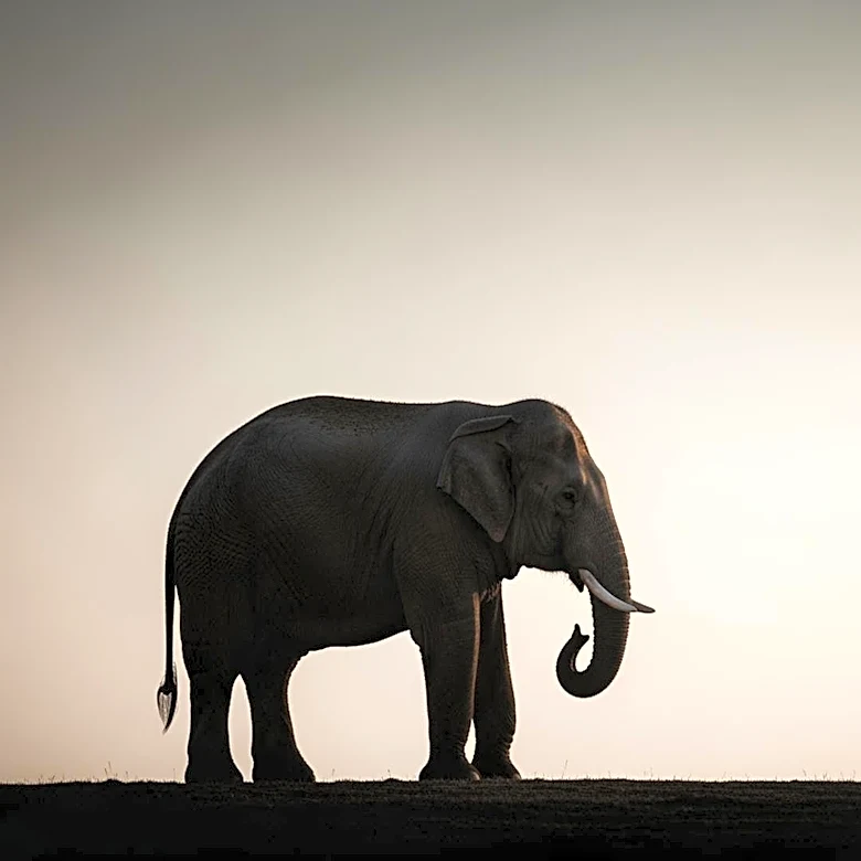 Why Elephant’s Style Still Feels Unsettling