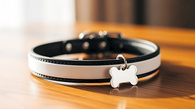 The Traits That Set Boston Terriers Apart From Other Dogs