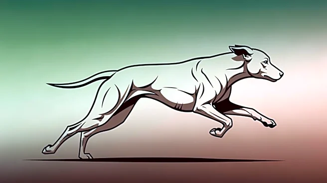 Why a Shetland Sheepdog Is Drastically More Than Just a Pretty Face