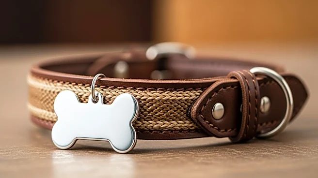 What is the Basenji's Role in Modern Canine Culture