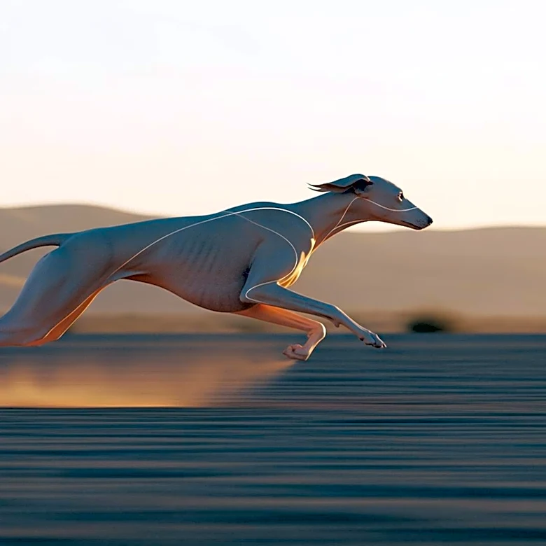 The Saluki's Role in Hunting and Speed Explained