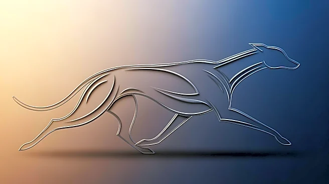 What makes the Saluki a Symbol of Elegance and Speed