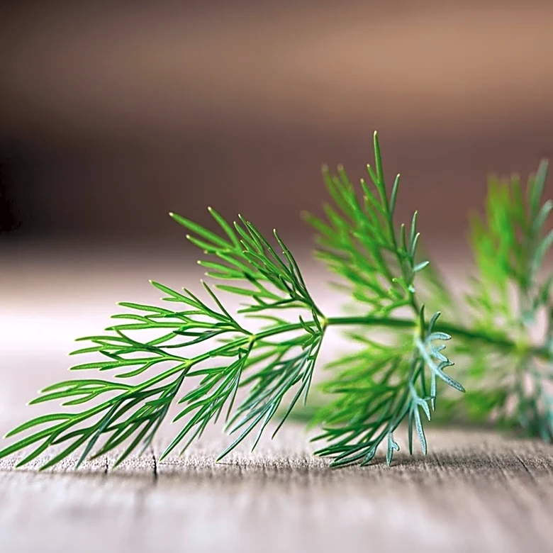 From Medicine to Meals: The Rich History of Fresh Dill