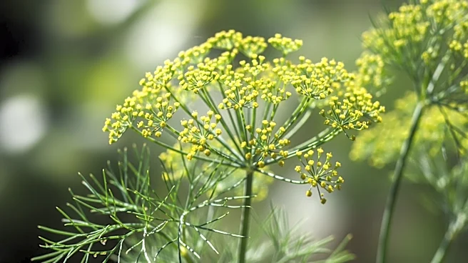 The Botanical Profile of Dill Explained