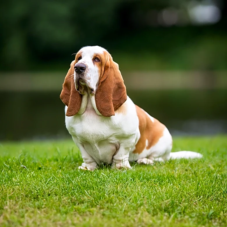 Short Legs and Droopy Ears Help Basset Hounds Track Scent