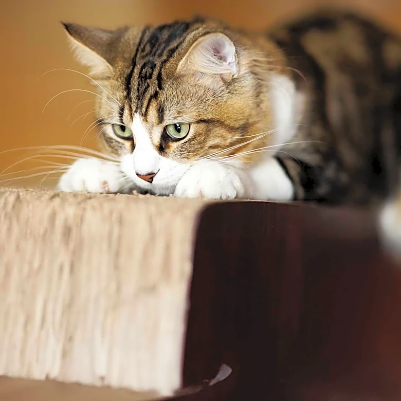 The Surprising Reasons Cats Love to Scratch