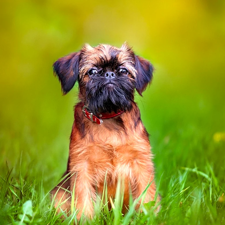 Why Gentle Training Matters for Brussels Griffons