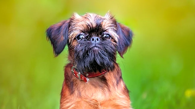 Why Gentle Training Matters for Brussels Griffons