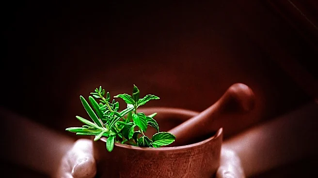 What is the Cultural Legacy Behind the mortar and pestle