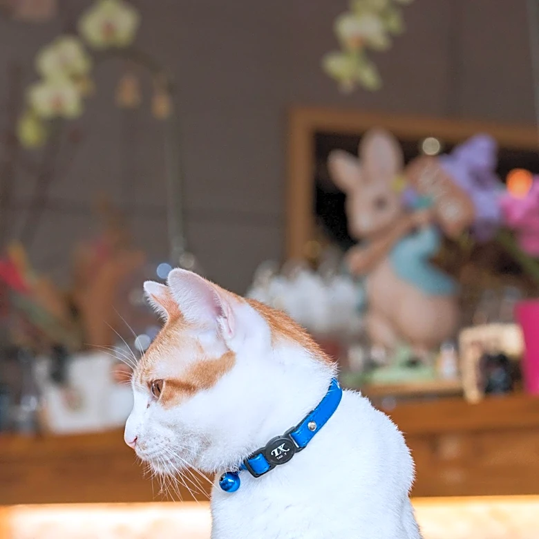 The Different Roles a Simple Pet Collar Can Play
