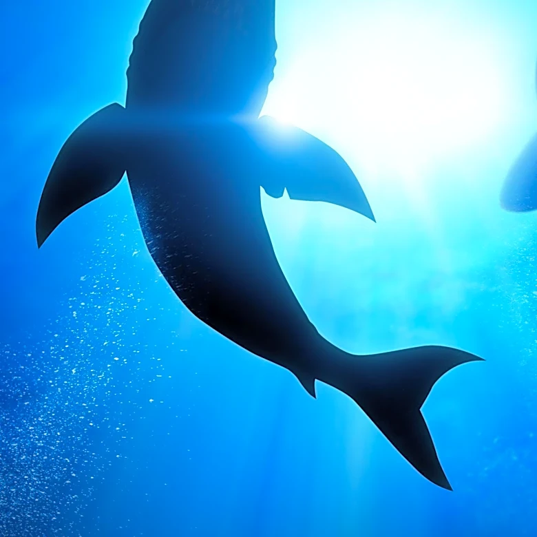 The Promotional Strategy That Helped Fuel Jaws’ Success